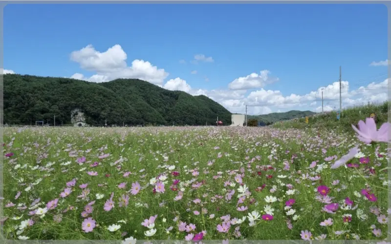 하동 북천 코스모스 메밀꽃 축제_16