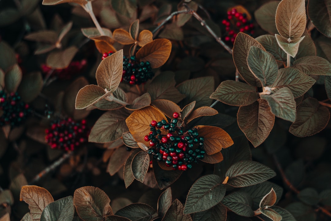 Rowan.