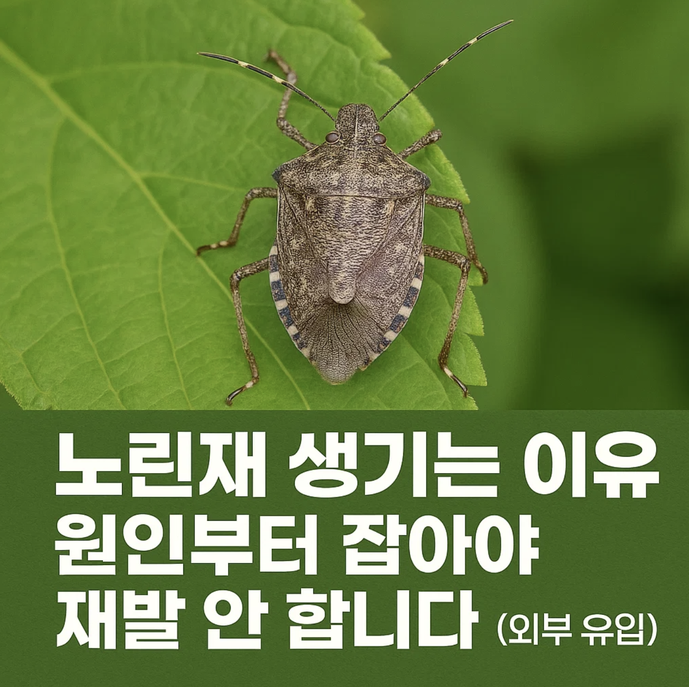 노린재 생기는 이유, 원인부터 잡아야 재발 안 합니다 (외부 유입)