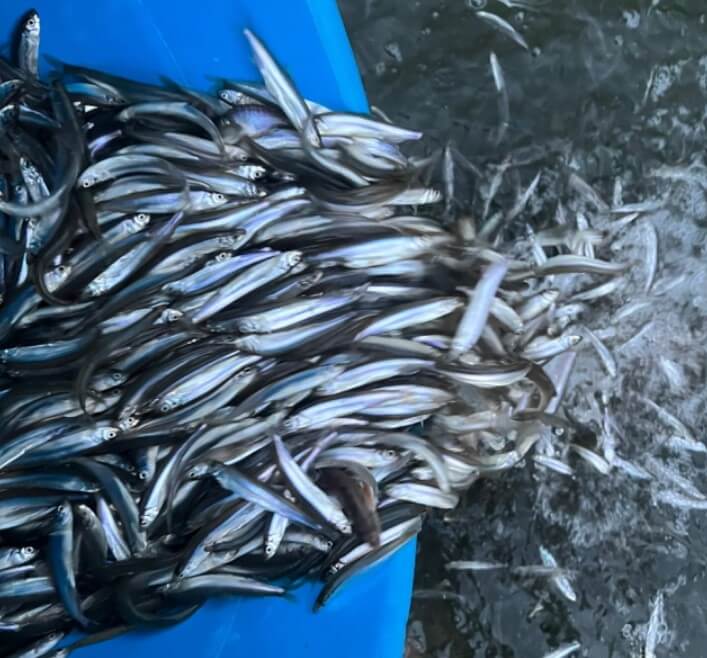 강화도 빙어대잔치