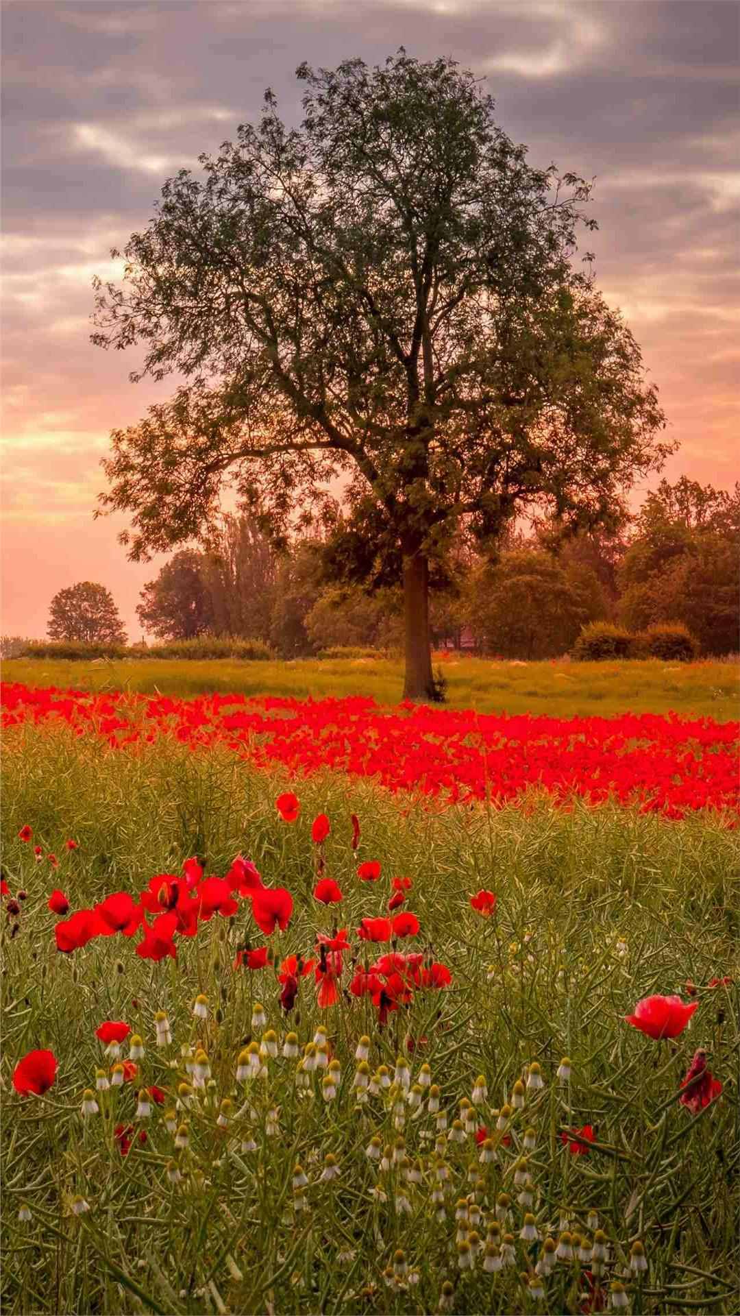 Flower wallpaper