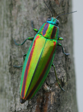 벌레 나오는 꿈