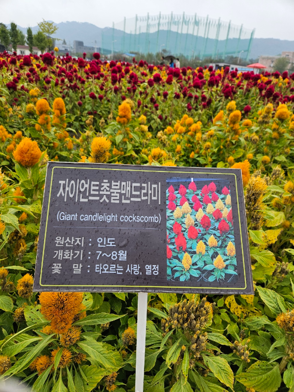 자이언트 촛불 맨드라미