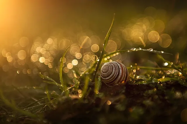 팽이버섯 효능_5