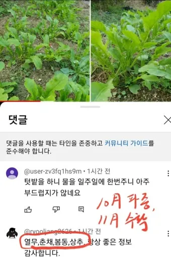 2025년 10월에 파종하기 좋은 작물들 농업 재배법_16