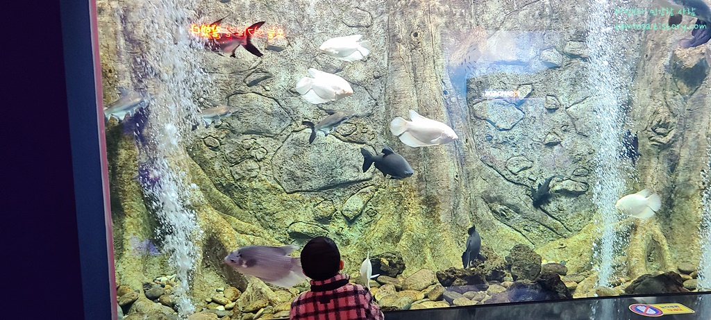 삼척-민물고기전시관