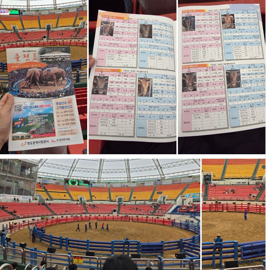 청도 소싸움 경기장