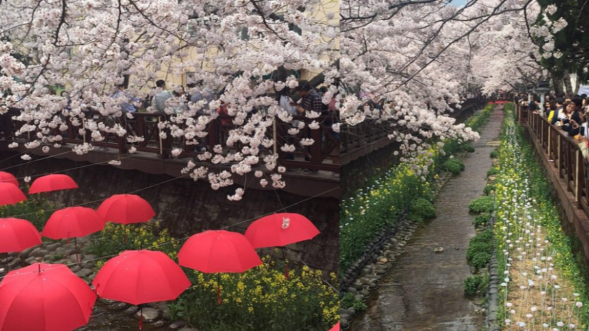 2025년 4월 국내 여행지 추천! 봄꽃과 함께 떠나는 최고의 여행지