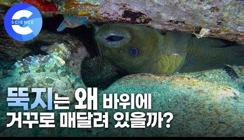 뚝지