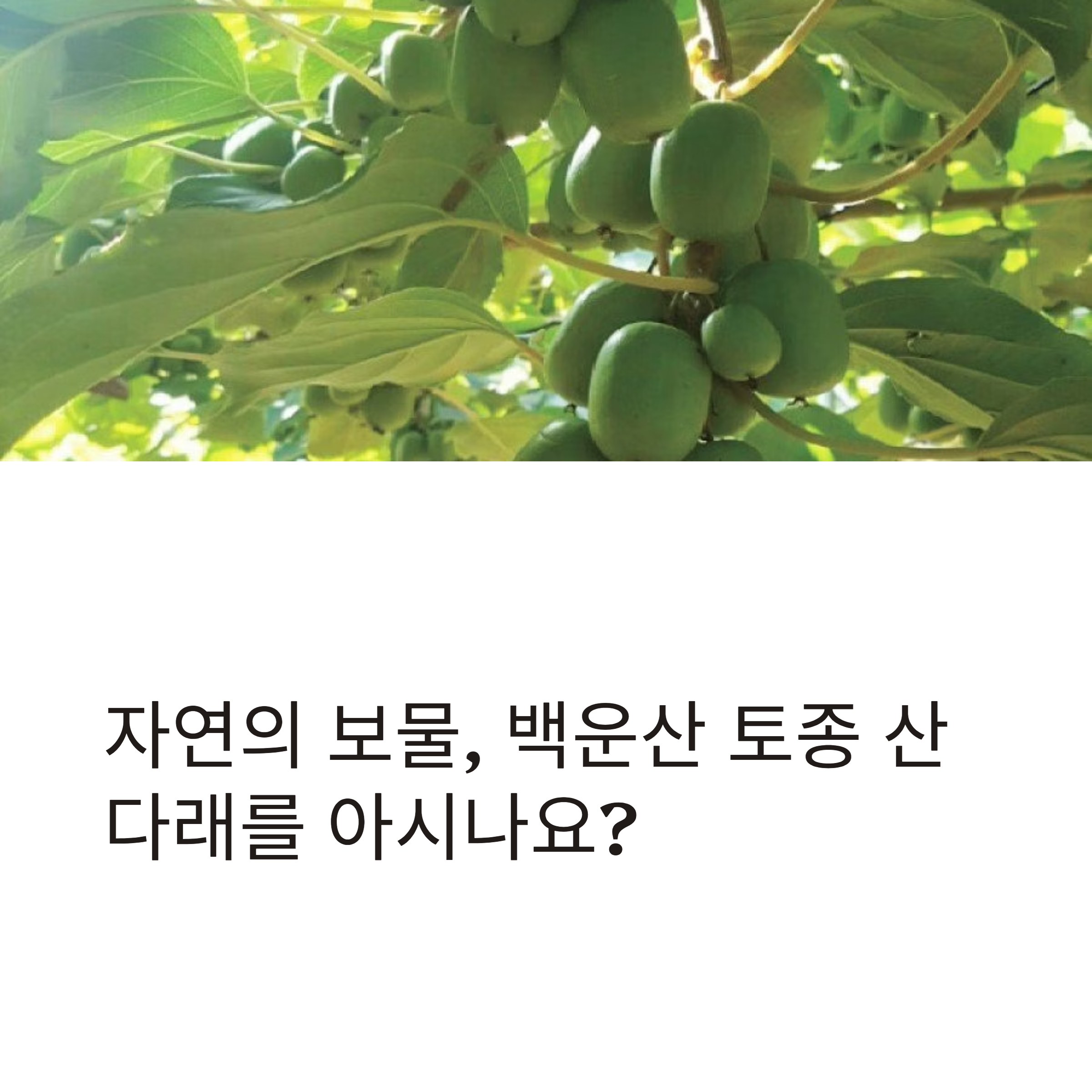 백운산 토종 산다래, 달콤한 미니키위 야생 보물 이야기