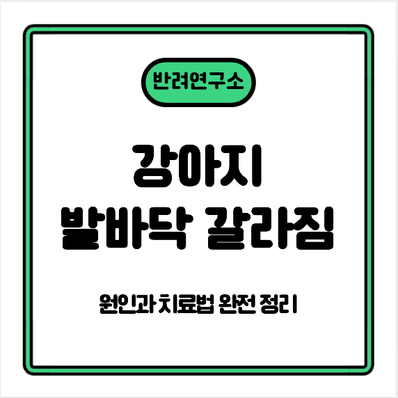 강아지 발바닥 갈라짐 — 원인과 치료법 완전 정리