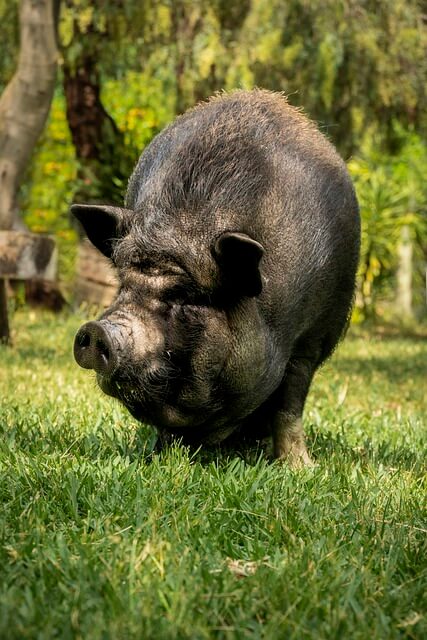 흑돼지-보는-꿈-해몽