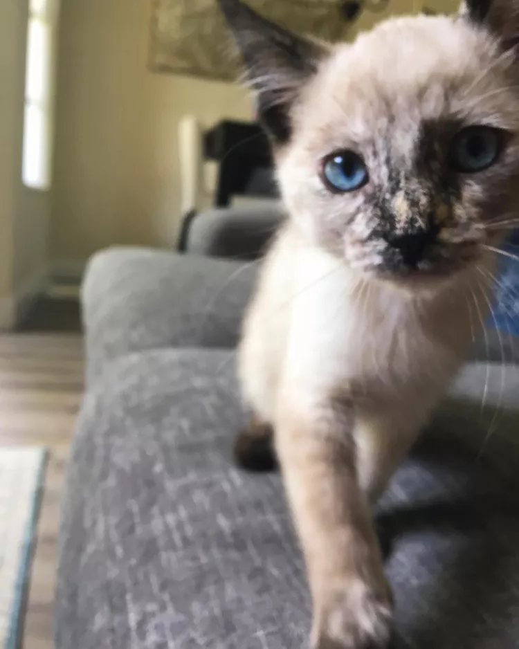 어린 샴고양이가 소파에 있다