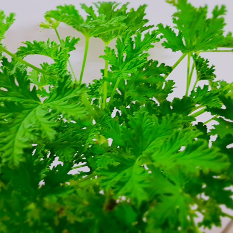 시트로넬라(구문초)