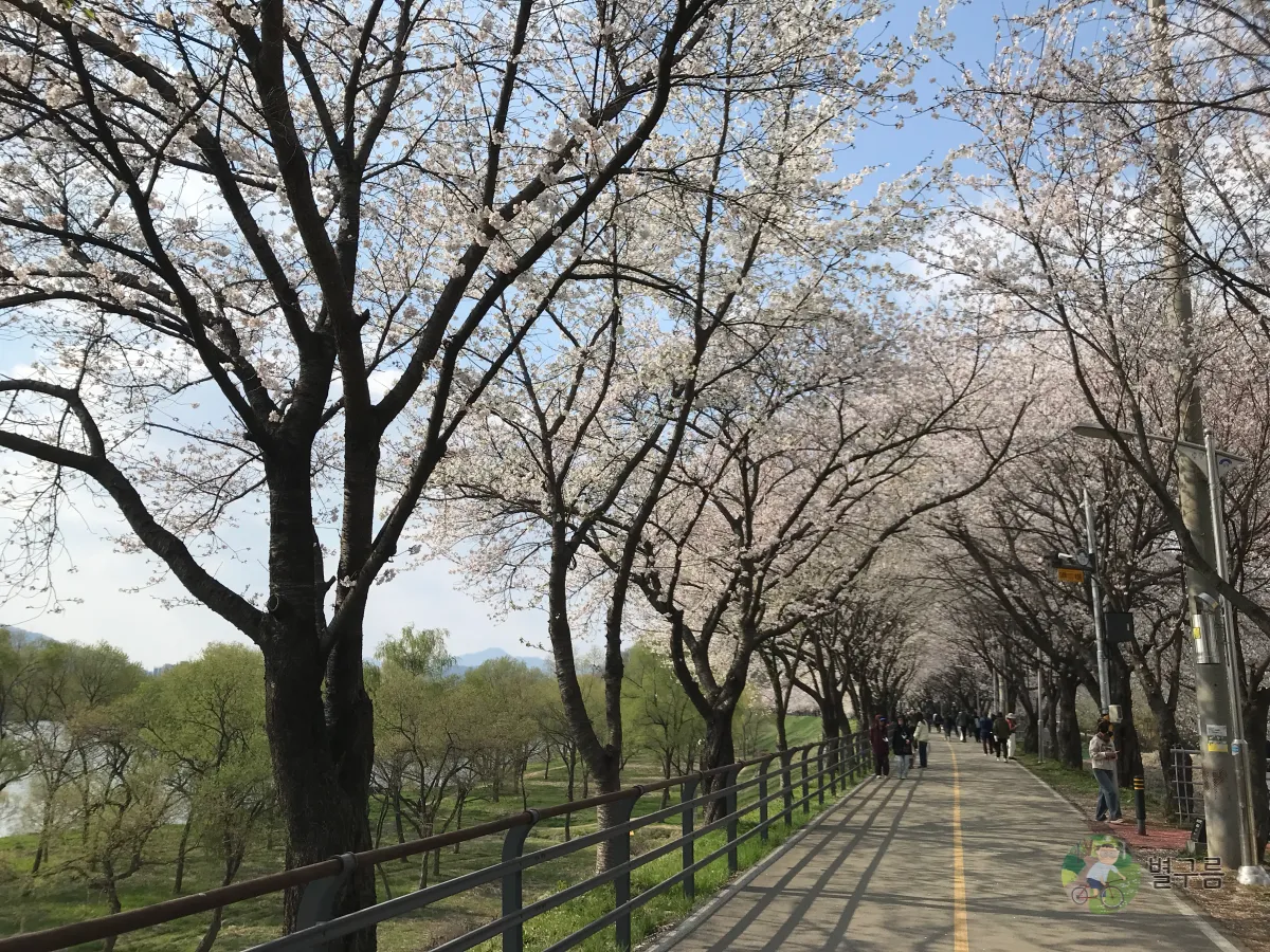 갈산공원-벚꽃-산책길-3