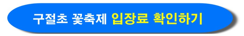 2024 정읍 구절초 꽃 축제