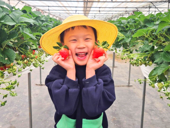 율봄식물원 딸기 수확 체험