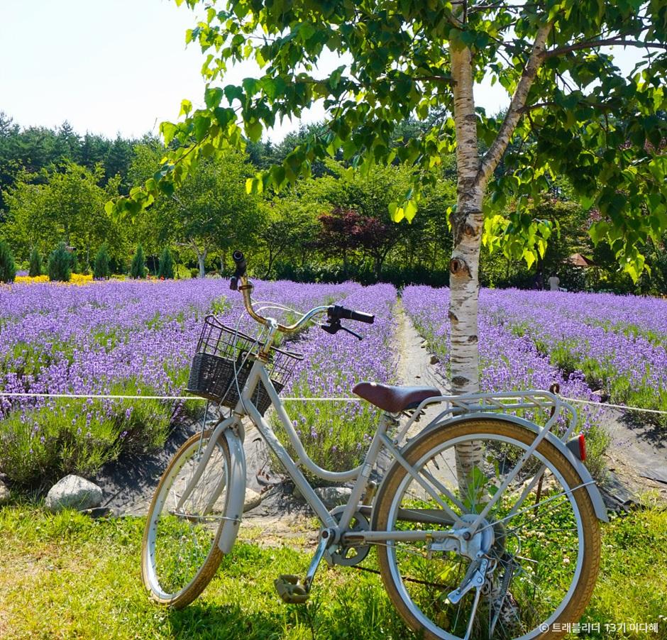라벤더 명소 개화시기 꽃말