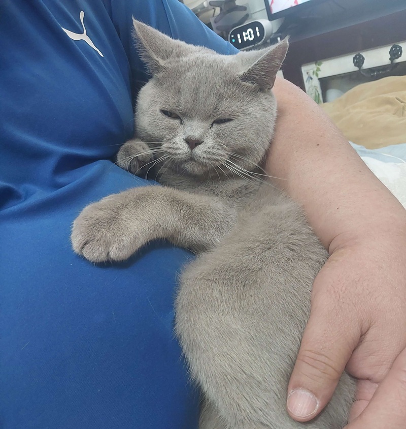 남편의 배 위에서 편안하게 잠든 누니