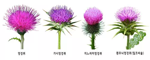 엉겅퀴 종류