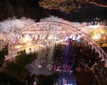 에덴 벚꽃길 벚꽃축제_12