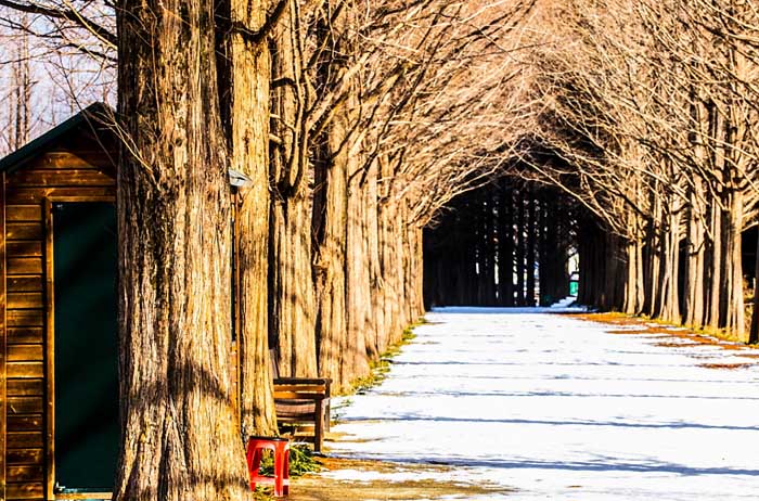 메타세콰이어길
