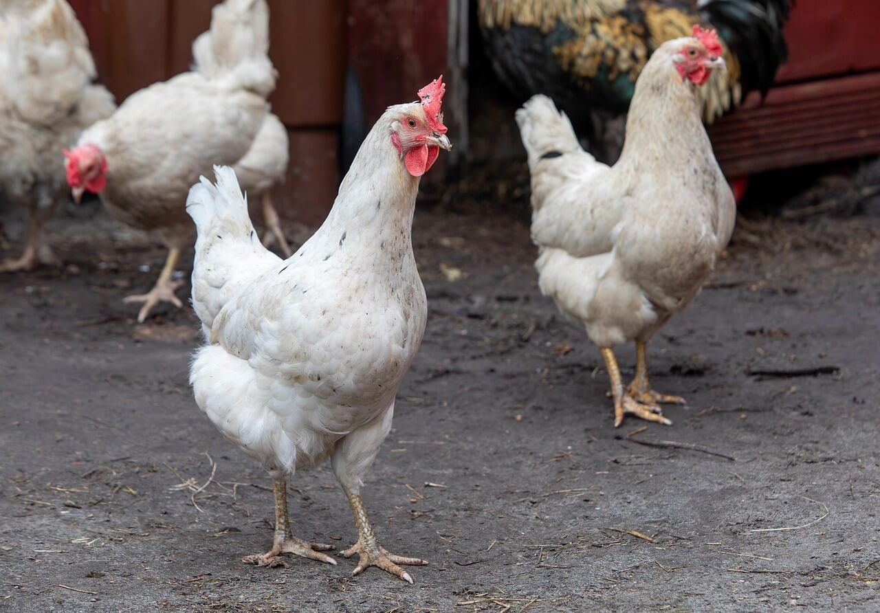 2025년 7월 닭띠(酉띠) 운세