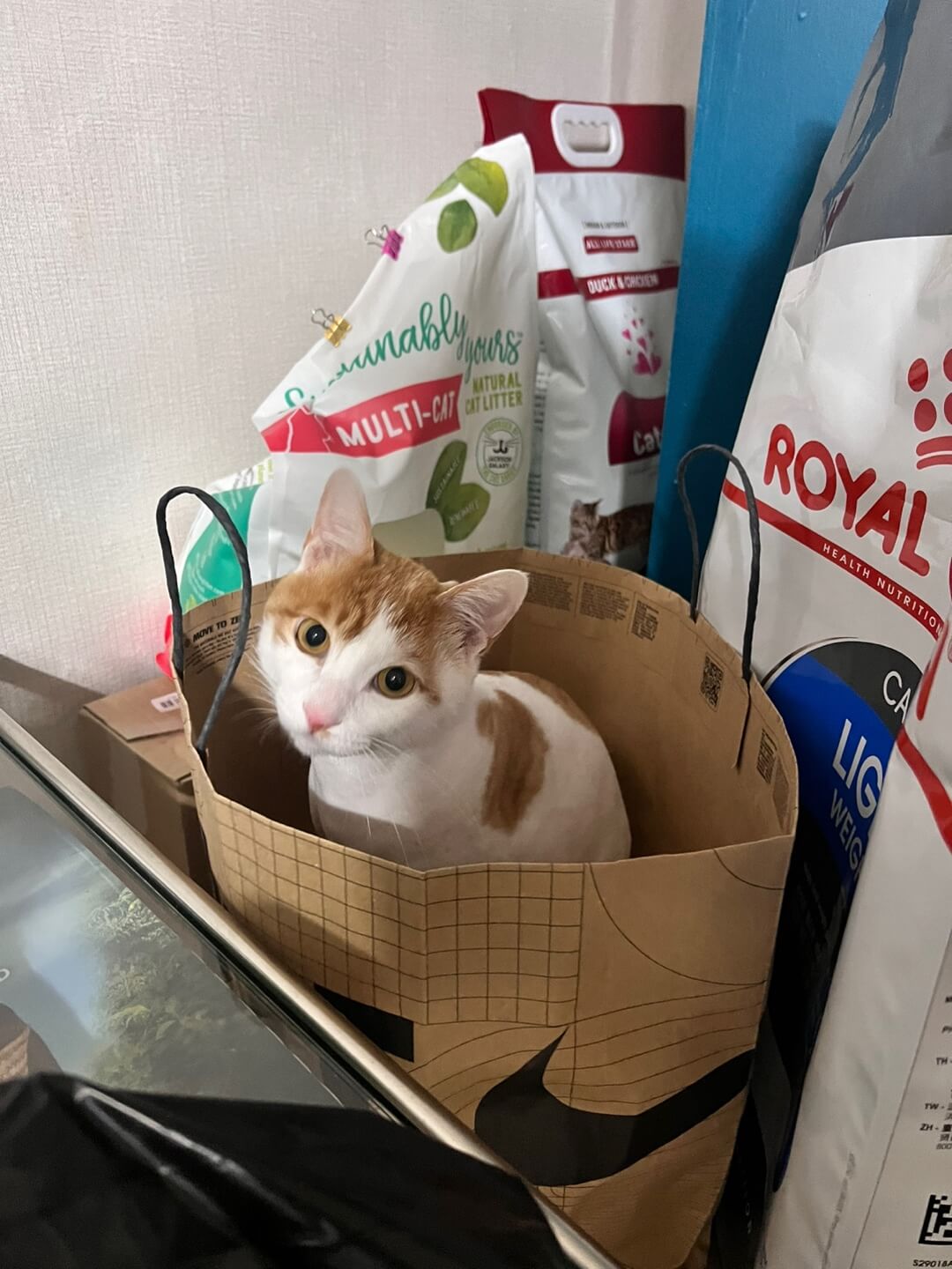 쇼핑백 안에 들어간 사진