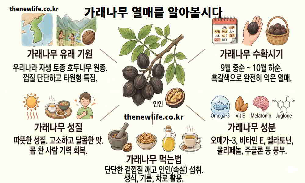 가래나무 열매 효능 기본정보