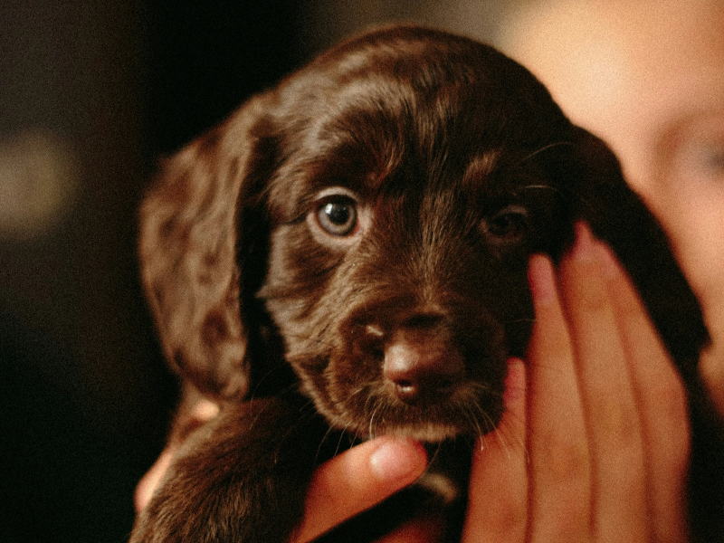 손에 안긴 강아지