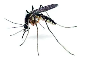 모기 물렸을 때 가려움증 없애는 법 효과적인 민간요법_6