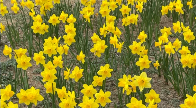 오륙도해맞이공원-수선화꽃밭-2TV생생정보통