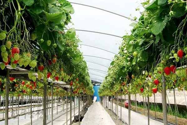 딸기 재배 런너 정리 보온 대책 하우스 관리_6