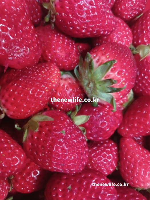 딸기 효능 장 건강 펙틴