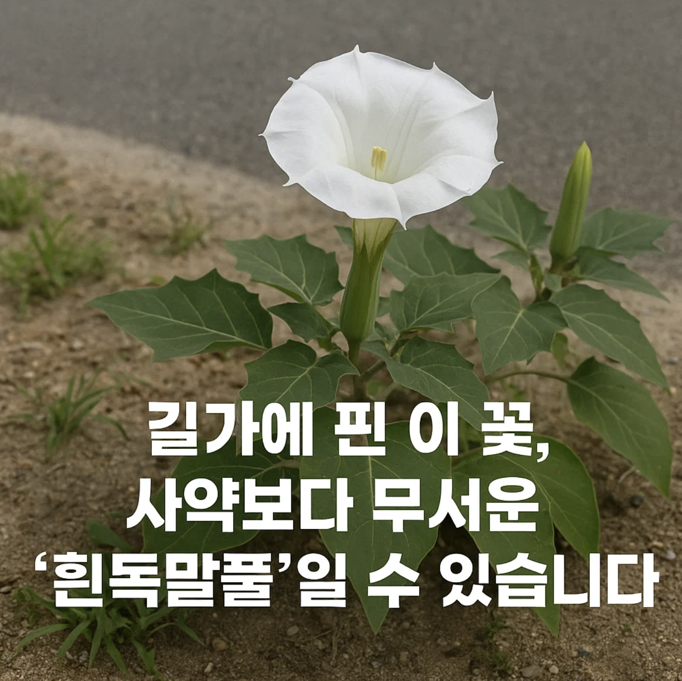 길가에 핀 이 꽃, 사약보다 무서운 '흰독말풀'일 수 있습니다