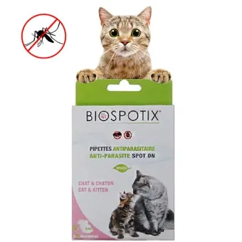 고양이 기생충 사진 약 증상_14