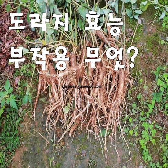 도라지 효능