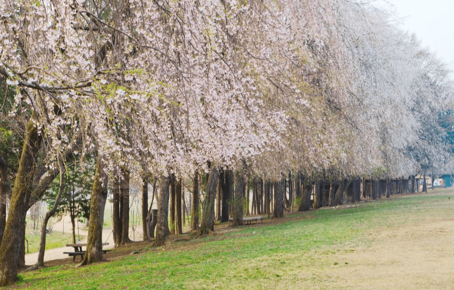 2025 남이섬 벚꽃축제 ! 남이섬 벗(友)꽃놀자&amp;#44; 벚꽃으로 물든 우정의 시간!!