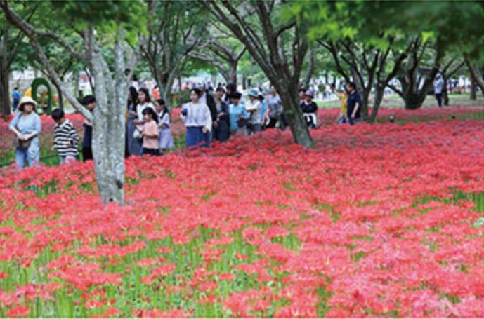 영광불갑산상사화축제
