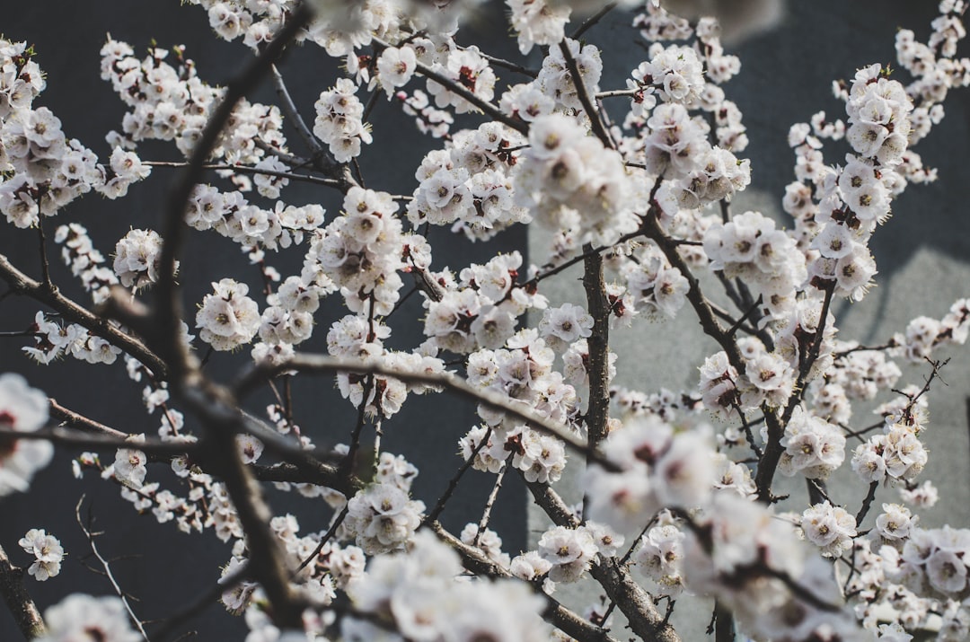 Cherry blossom.