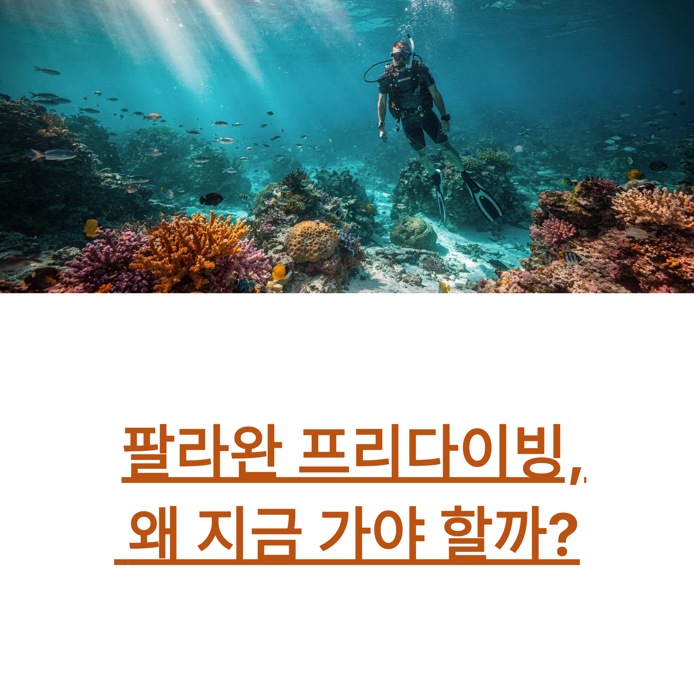 팔라완 프리다이빙