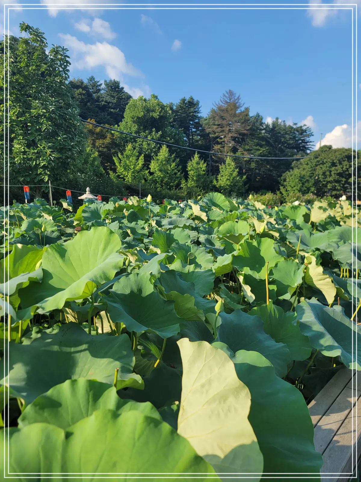 봉선사-연꽃축제-20250810_172555