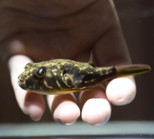 파하카 복어, 초보자가 키우기 좋은 복어.