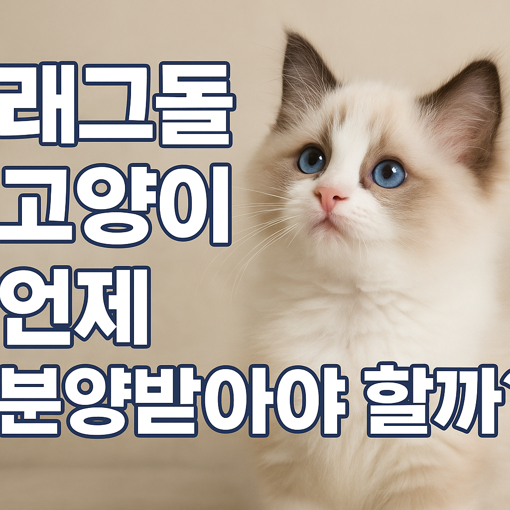 래그돌 고양이