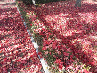 불게 물든 빨간색 단풍