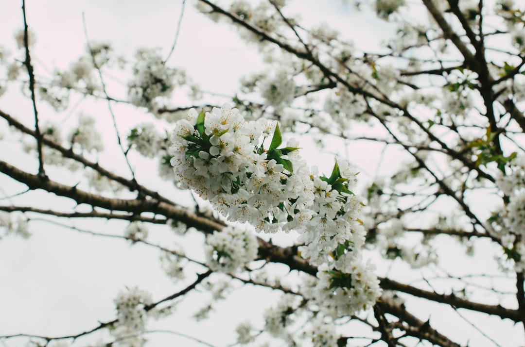Spring