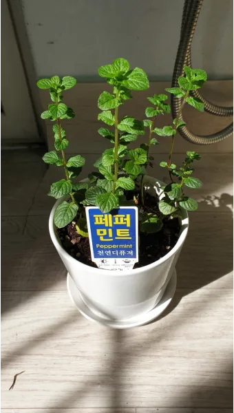 페퍼민트 키우기 물주기 삽목번식 햇빛관리 상쾌한 실내 허브_15