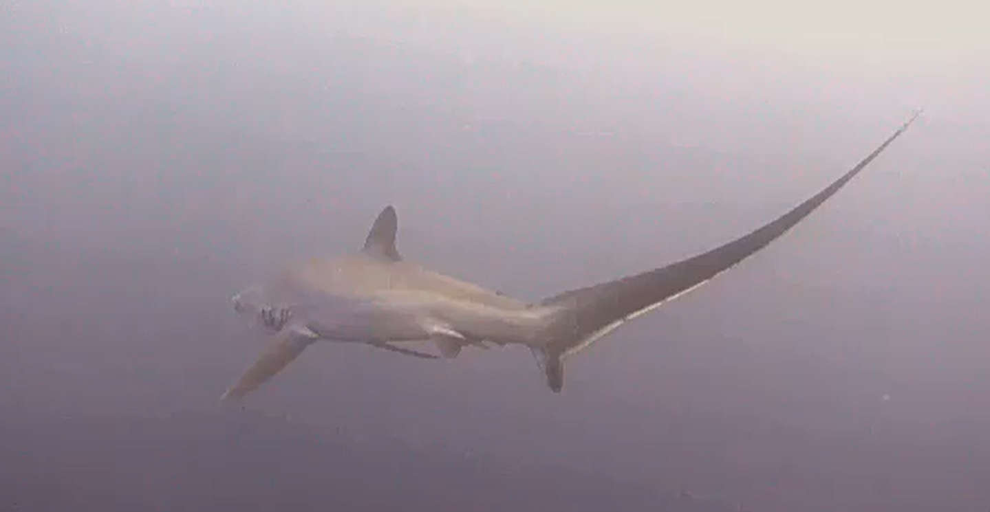 직접 찍은 환도상어 사진
