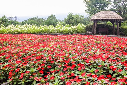 수국축제
