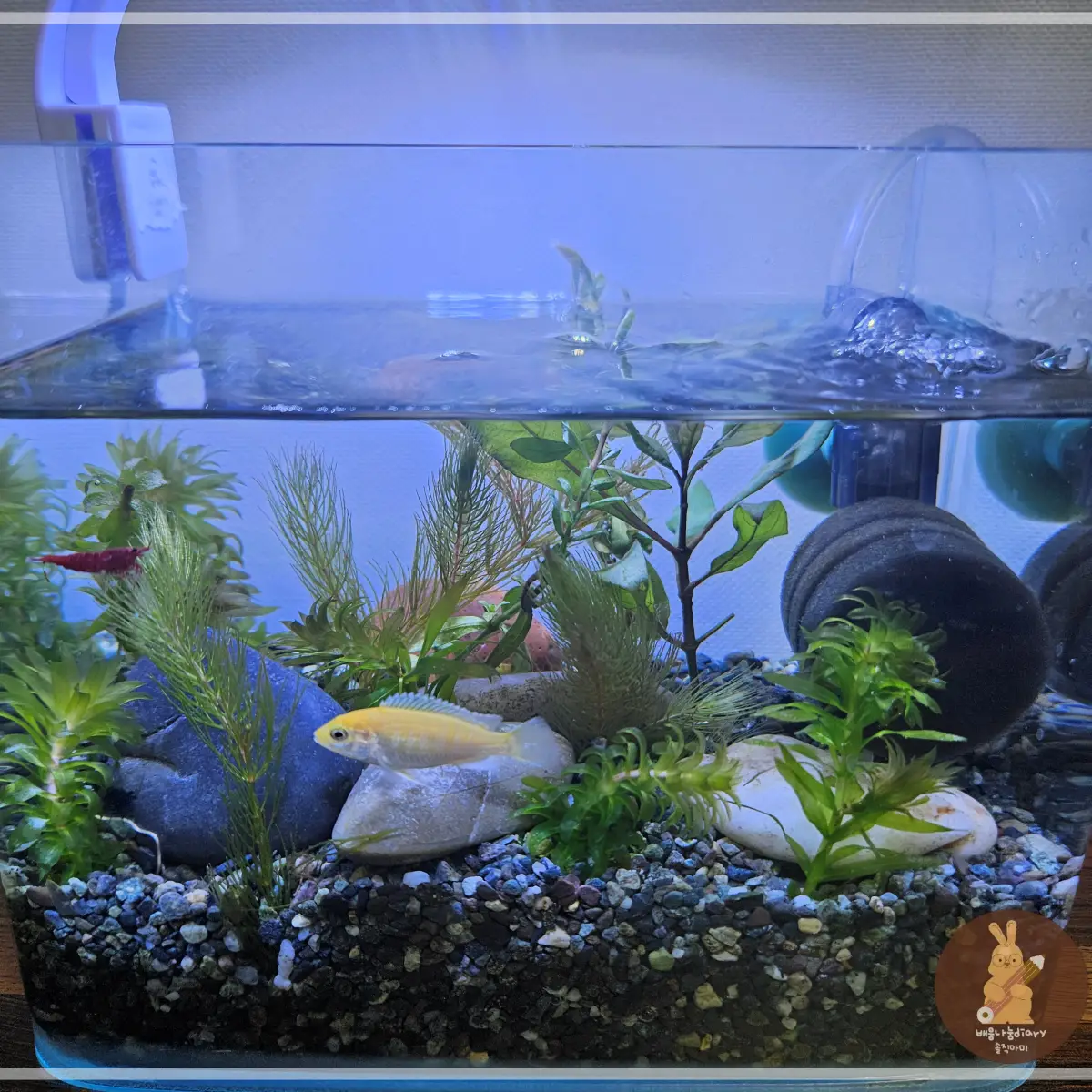 어항청소와-물갈이-후-깨끗해진-어항-모습